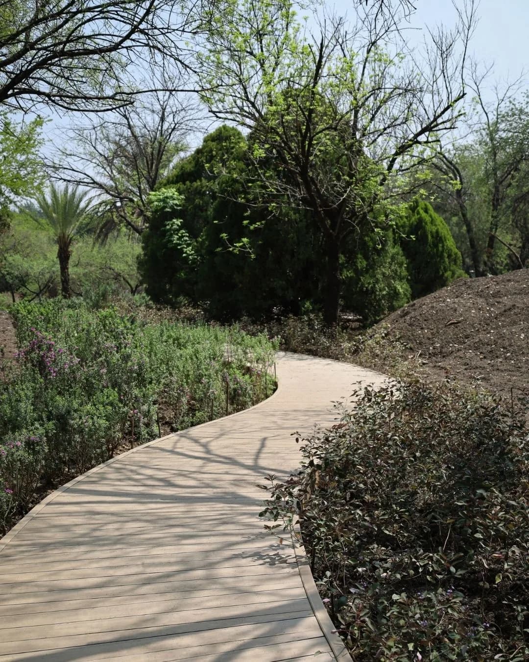 Andador curvo de deck WPC tono claro entre jardineras con flores y árboles, en un parque